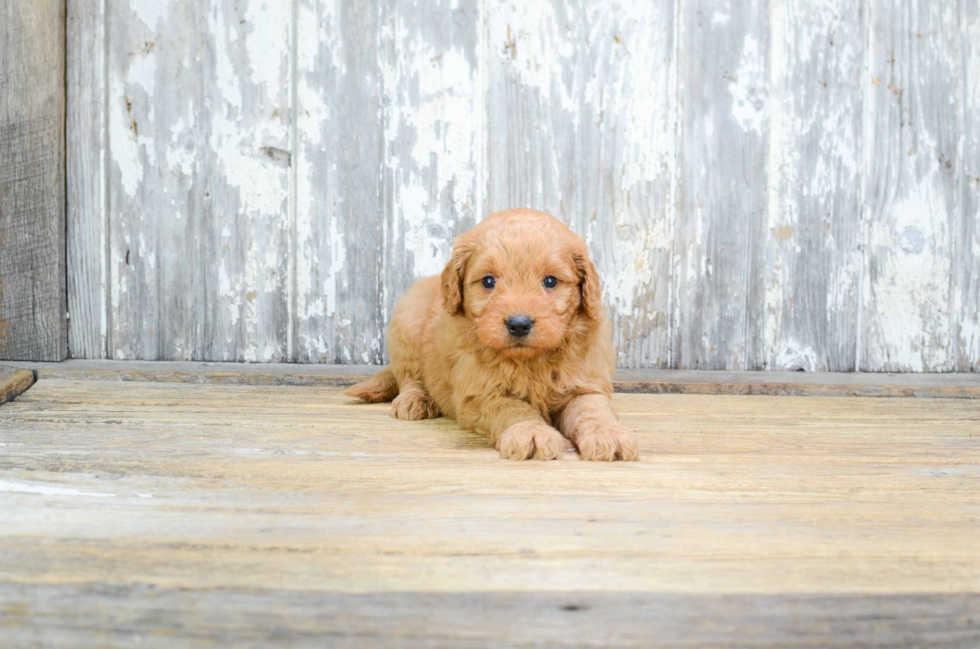 Mini Goldendoodle Pup Being Cute