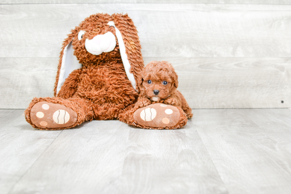 Popular Cavapoo Poodle Mix Pup