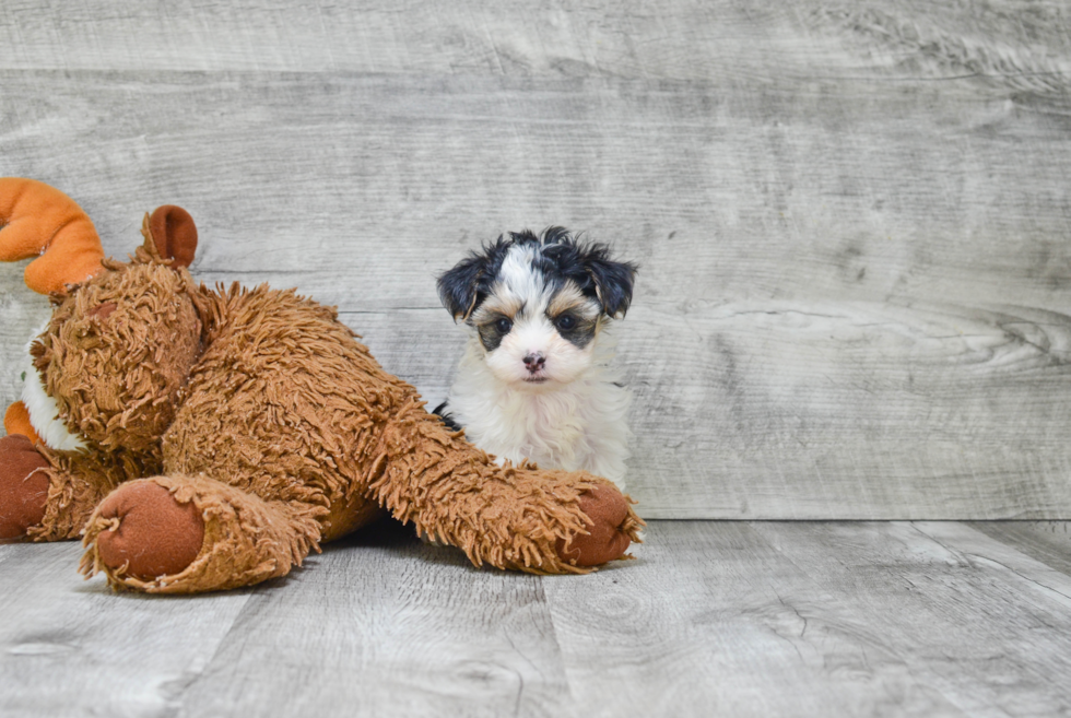 Morkie Pup Being Cute