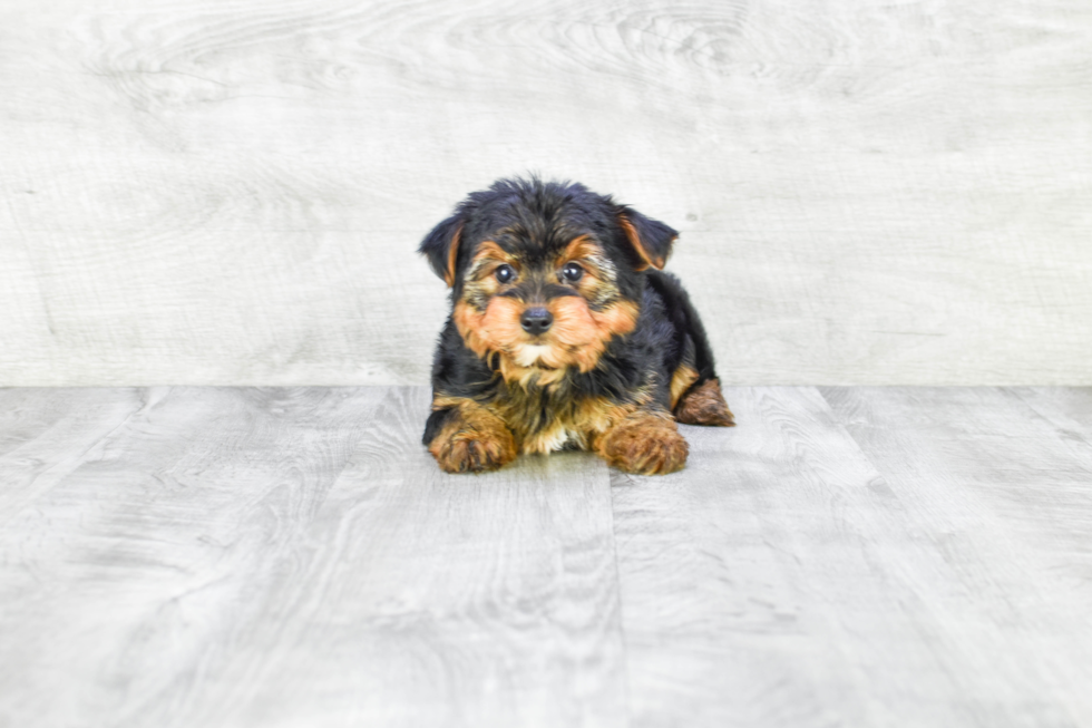 Meet Joey - our Yorkshire Terrier Puppy Photo 