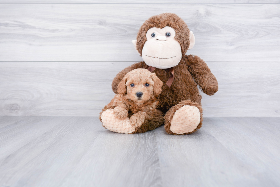 Happy Cavapoo Baby