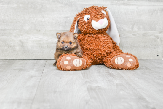 Little Pomeranian Purebred Pup