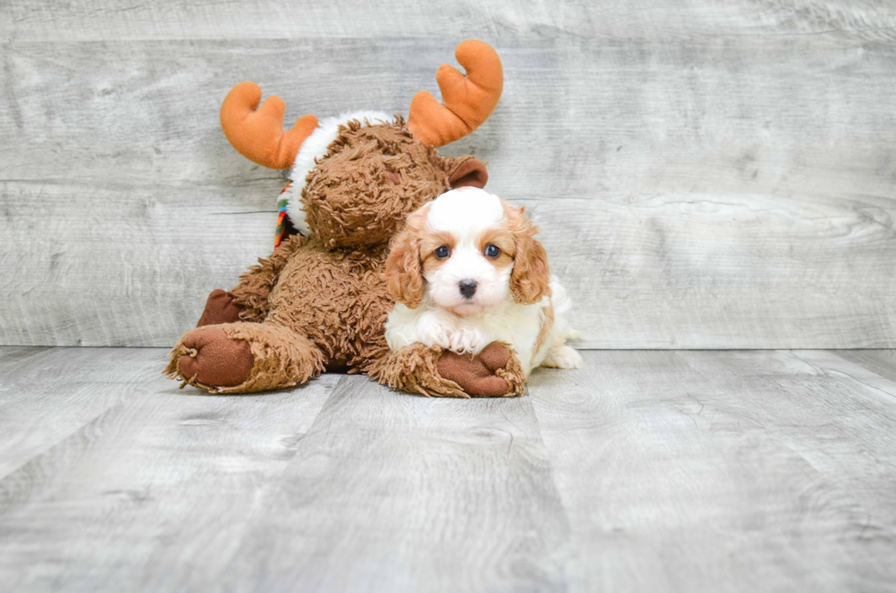 Smart Cavapoo Poodle Mix Pup