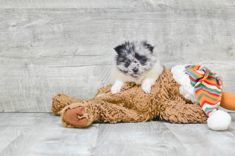 Pomeranian Puppy for Adoption