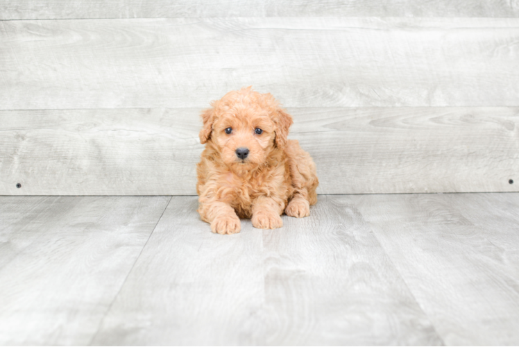 Energetic Golden Retriever Poodle Mix Puppy