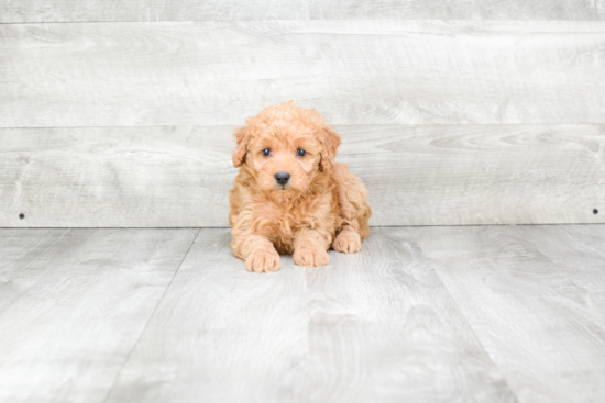 Energetic Golden Retriever Poodle Mix Puppy