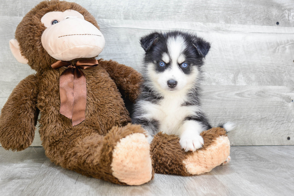 Playful Mini Husky Designer Puppy