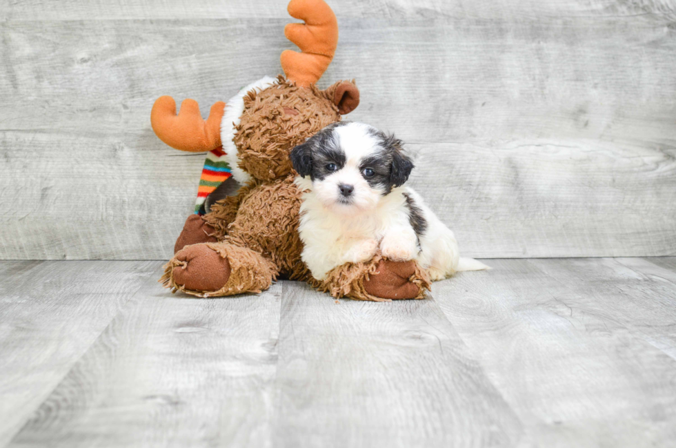 Teddy Bear Pup Being Cute