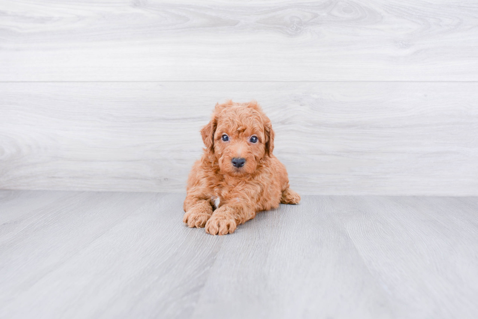 Best Mini Goldendoodle Baby