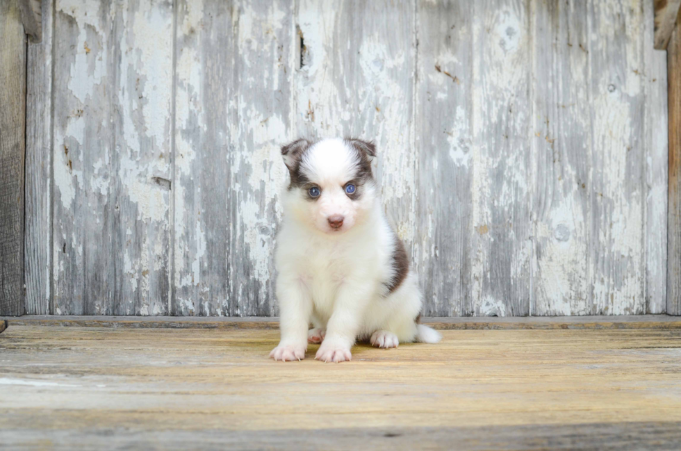 Fluffy Pomsky Designer Pup