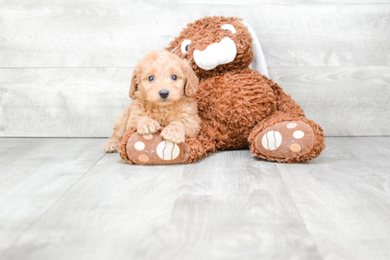 Mini Goldendoodle Pup Being Cute