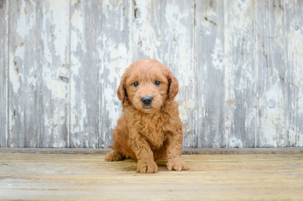 Mini Goldendoodle Pup Being Cute