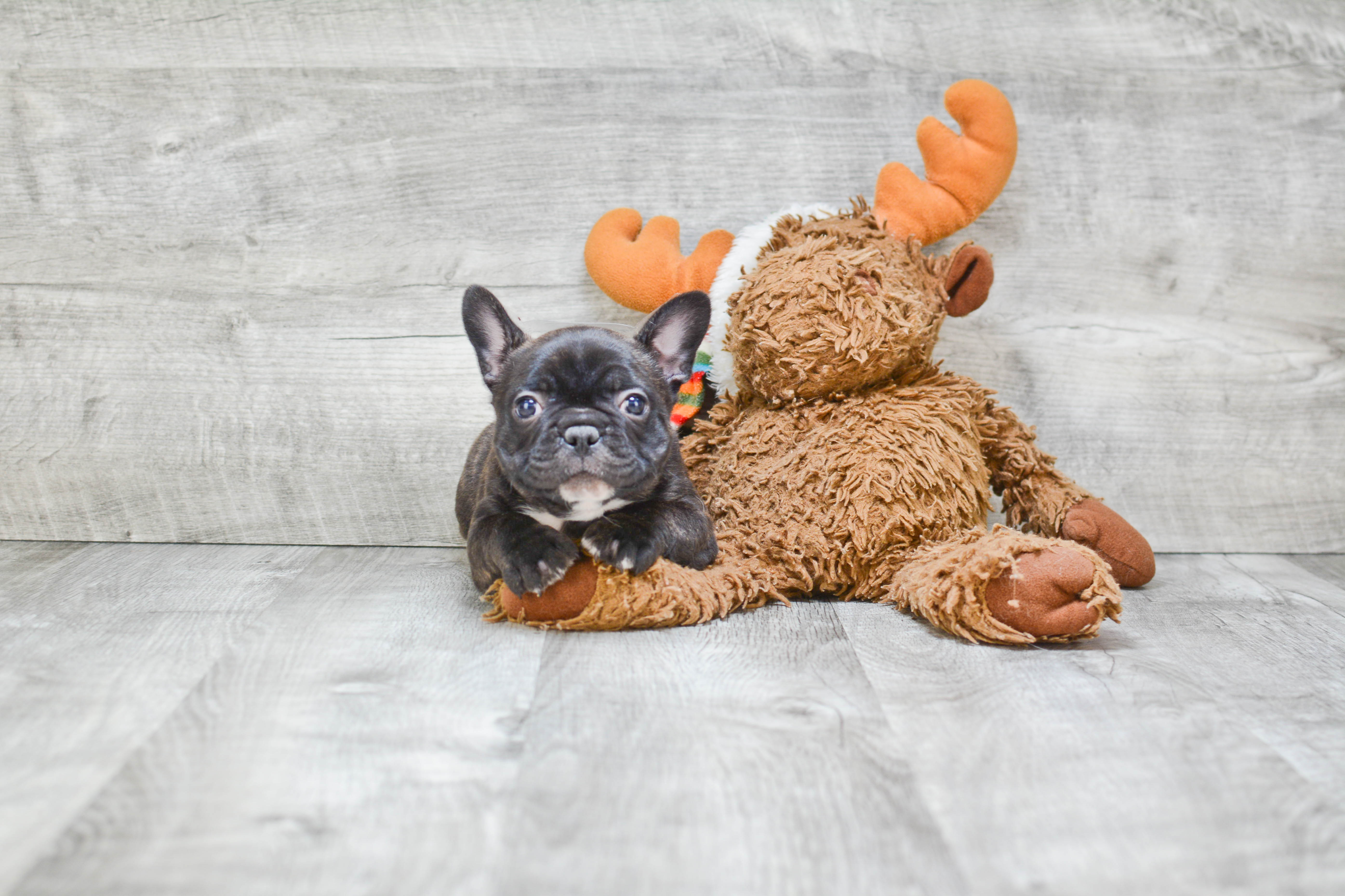Hypoallergenic French Bulldog Baby