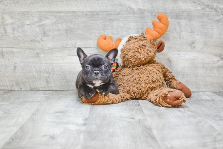 Hypoallergenic French Bulldog Baby