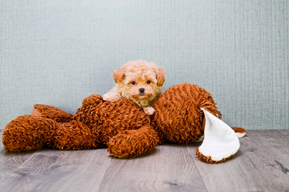 Sweet Maltipoo Baby