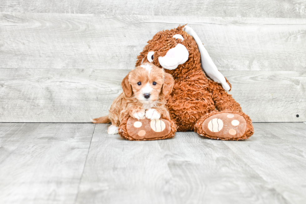 Cavapoo Pup Being Cute