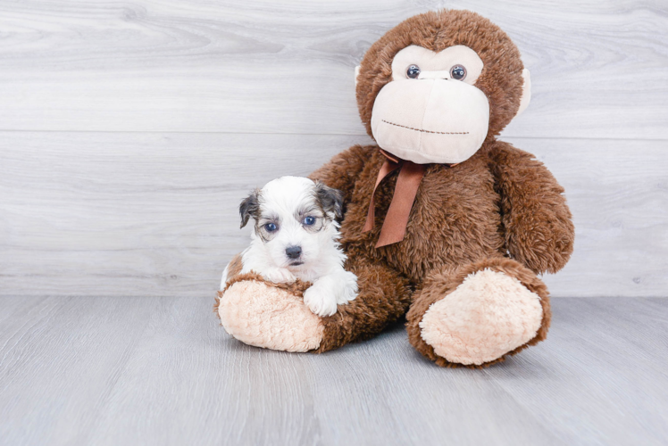 Petite Teddy Bear Designer Pup