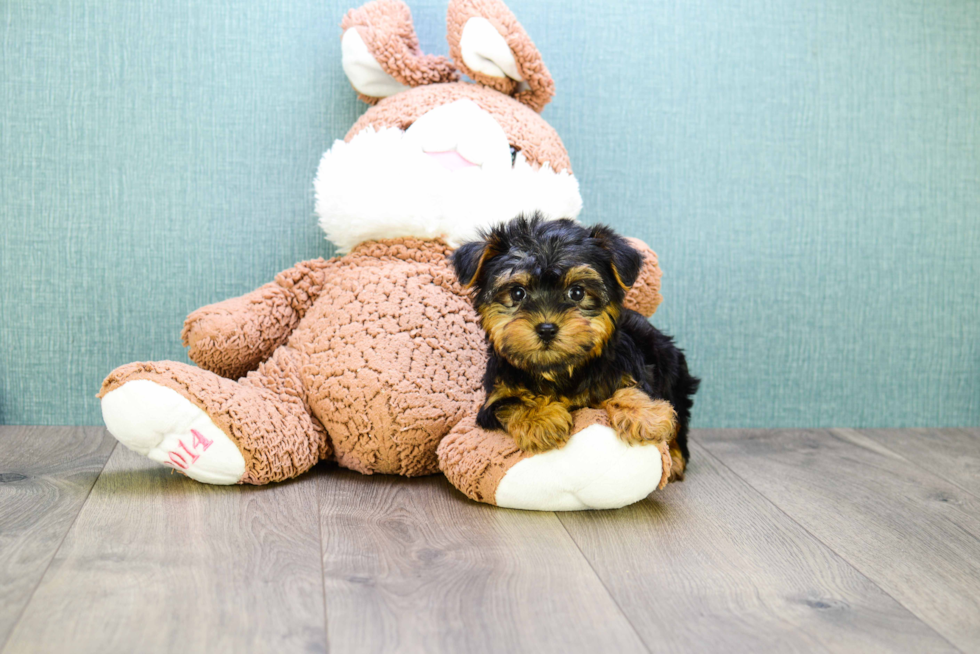 Meet  Teacup-Timmy - our Yorkshire Terrier Puppy Photo 