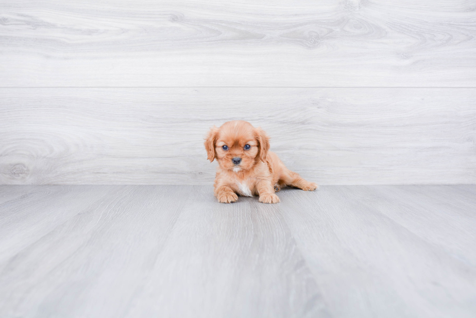 Cavalier King Charles Spaniel Puppy for Adoption