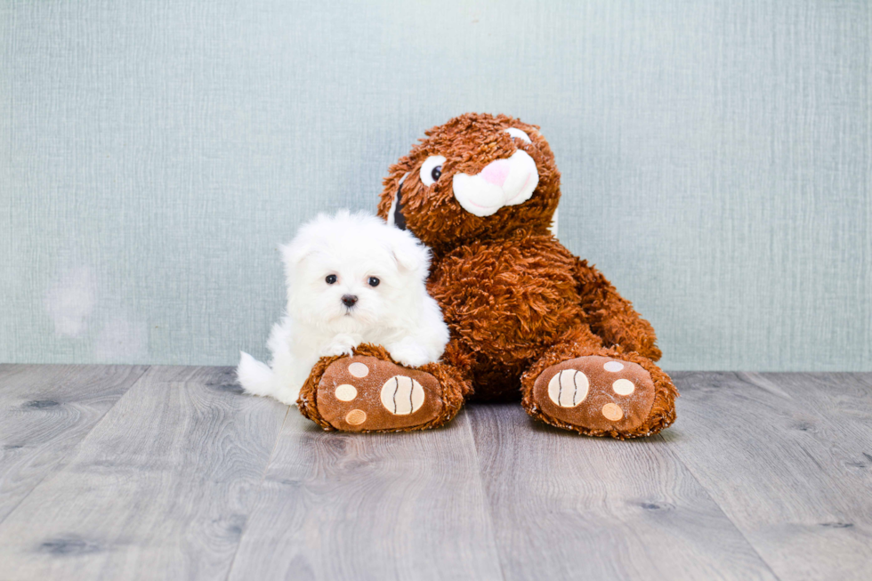 Maltese Pup Being Cute