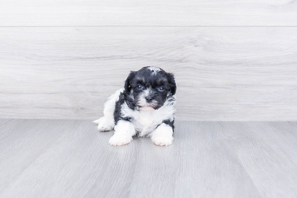 Havanese Puppy for Adoption