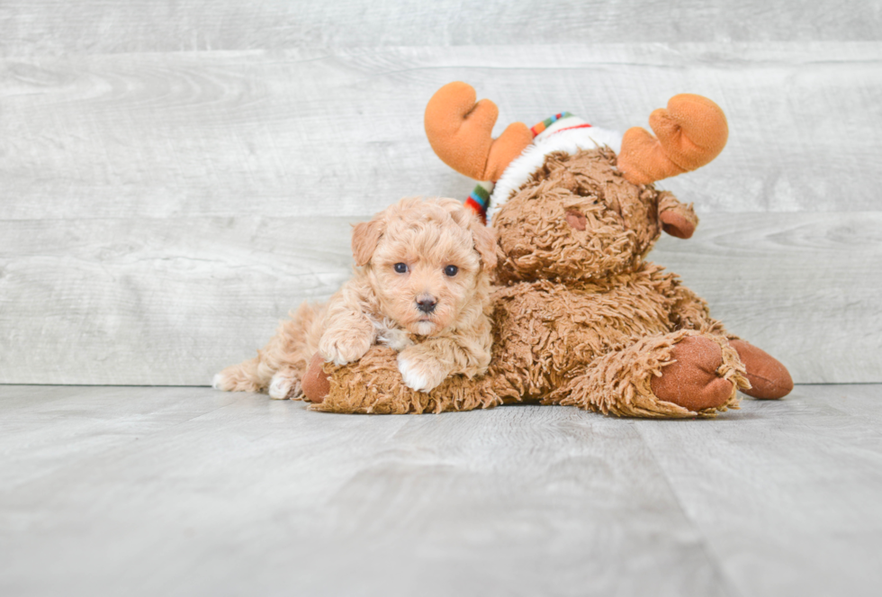 Energetic Maltese Poodle Poodle Mix Puppy