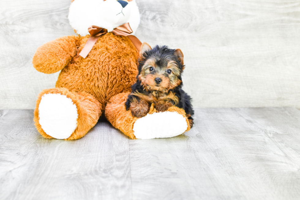 Meet Beckham - our Yorkshire Terrier Puppy Photo 