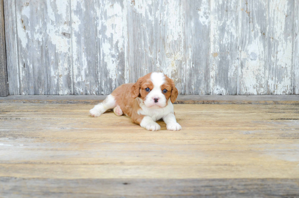 Energetic Cavalier King Charles Spaniel Purebred Puppy