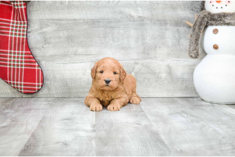 Cute Mini Goldendoodle Baby