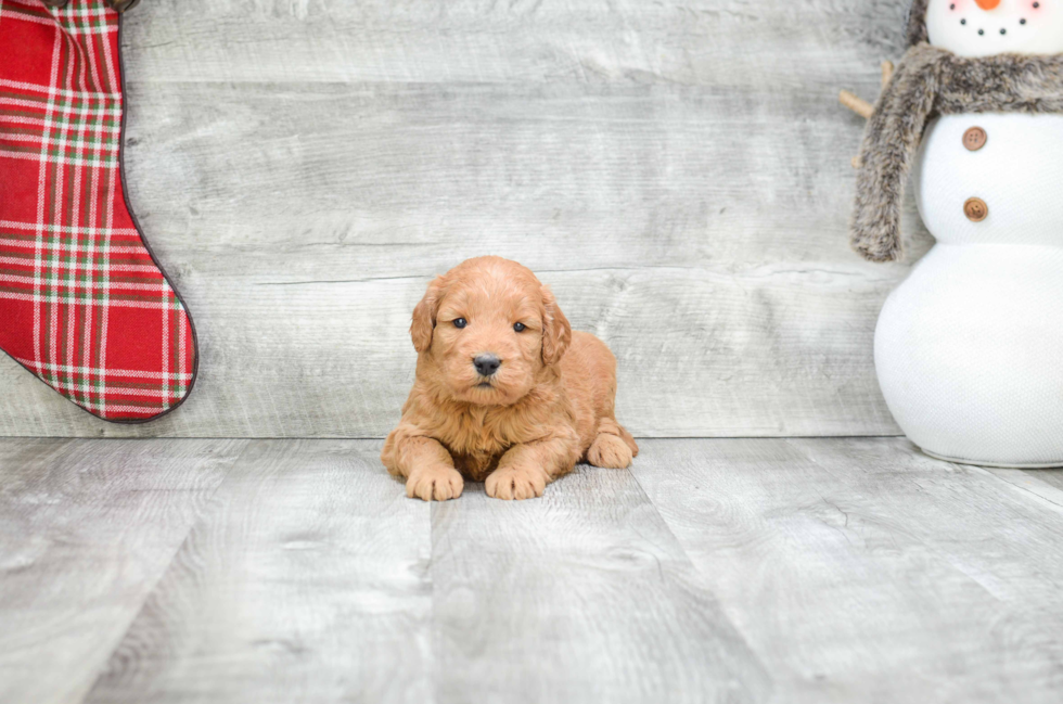 Cute Mini Goldendoodle Baby