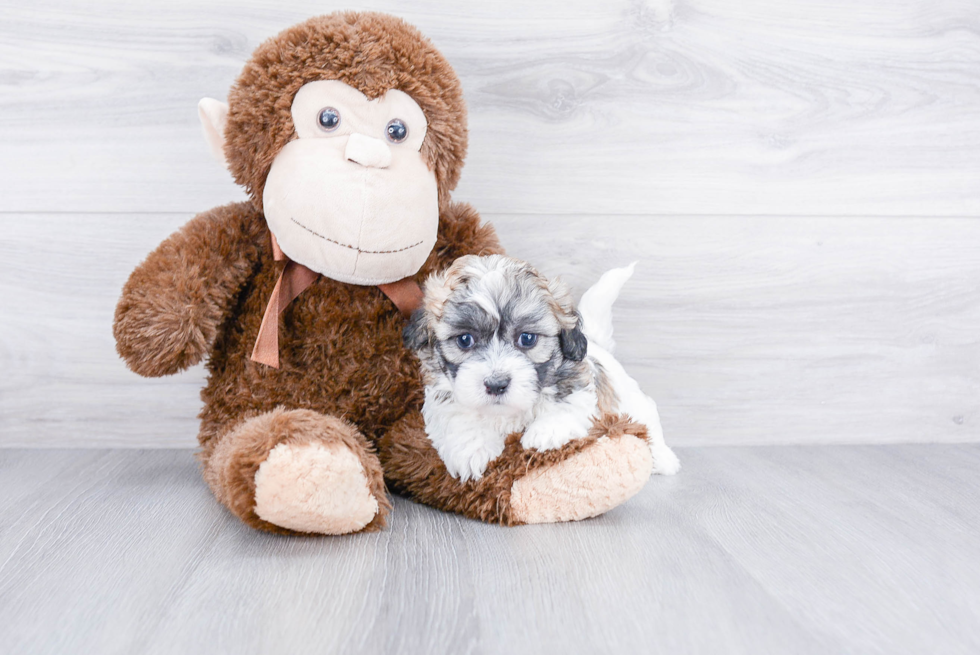 Teddy Bear Pup Being Cute