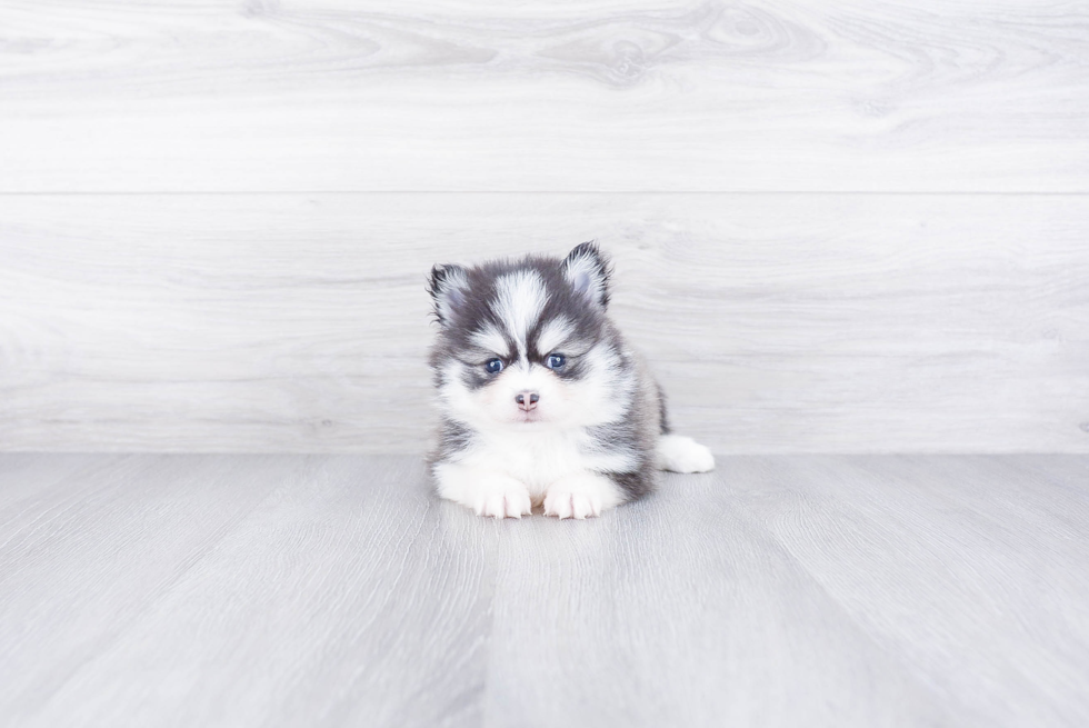 Pomsky Pup Being Cute