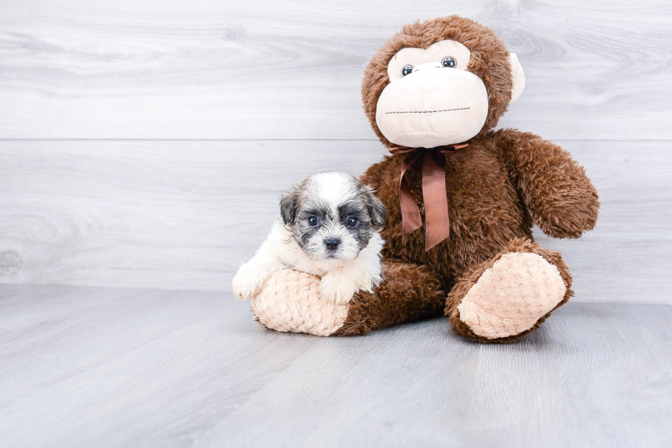 Petite Teddy Bear Designer Pup