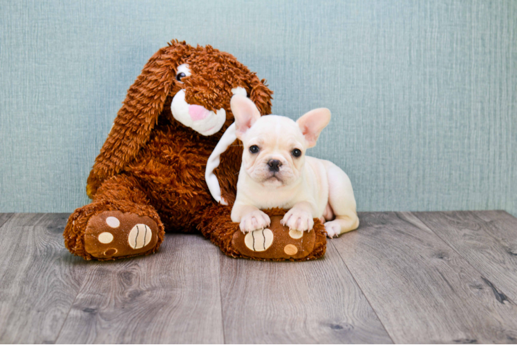 Best French Bulldog Baby