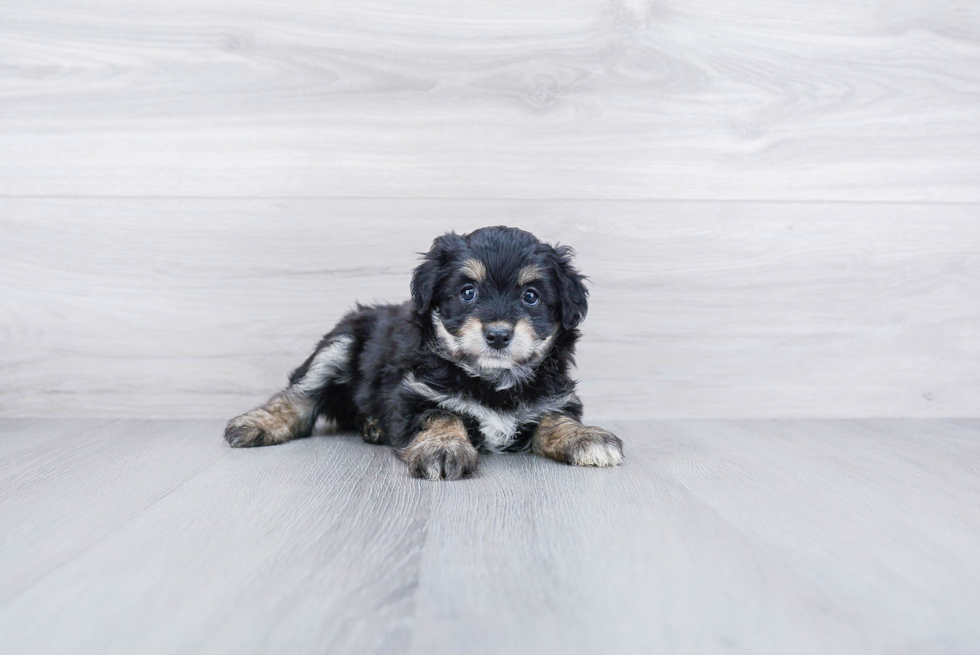 Petite Mini Aussiedoodle Poodle Mix Pup