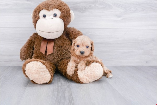 Cavapoo Puppy for Adoption