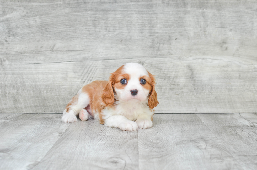 Playful Cavalier King Charles Spaniel Purebred Pup