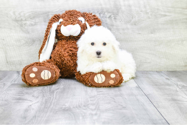 Popular Bichon Frise Baby