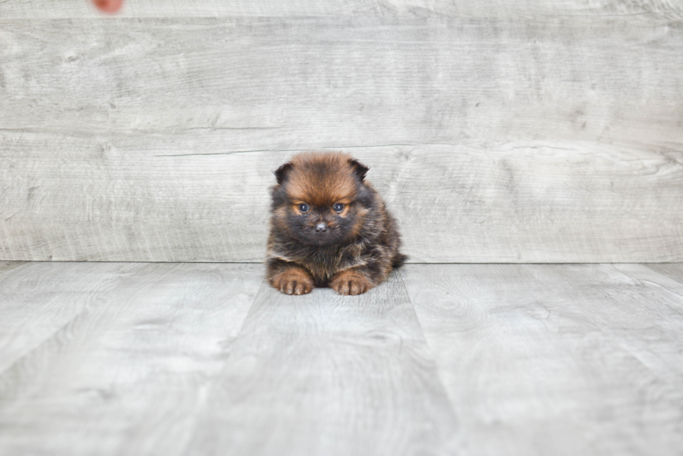 Fluffy Pomeranian Purebred Puppy