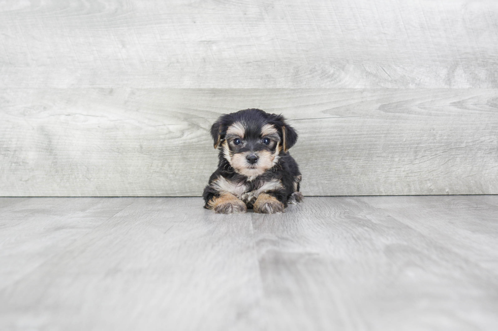 Fluffy Morkie Designer Pup