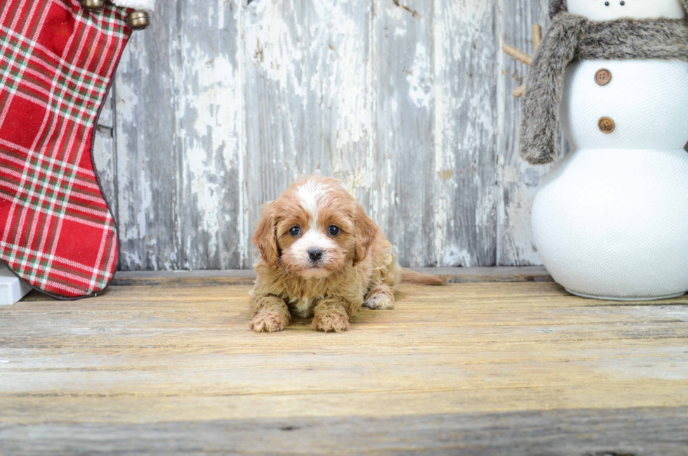 Hypoallergenic Cavoodle Poodle Mix Puppy