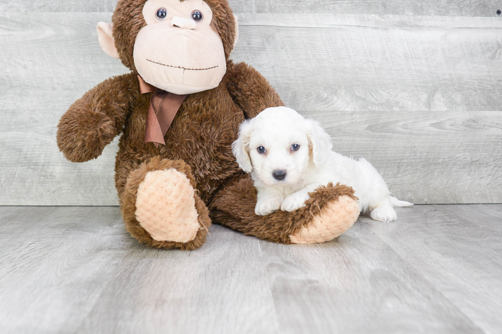 Playful Cavalier Designer Puppy