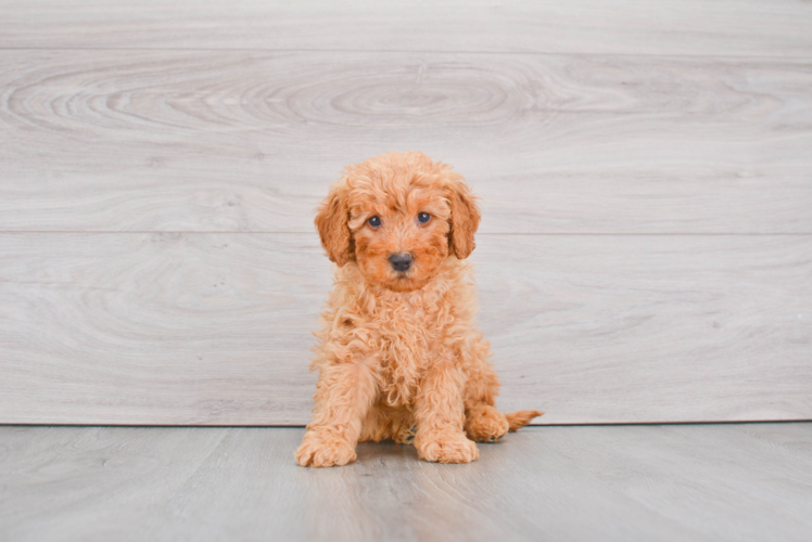 Small Mini Goldendoodle Baby