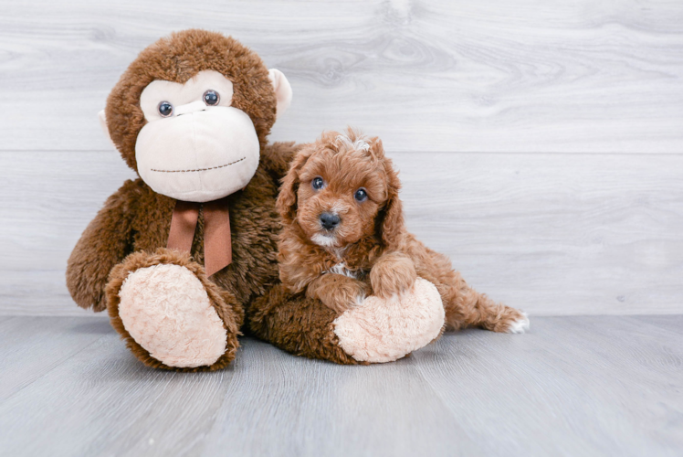 Best Cavapoo Baby