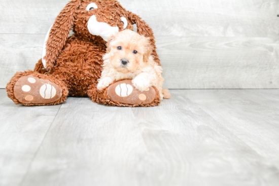 Little Havanese Baby