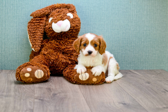 Cavalier King Charles Spaniel Pup Being Cute