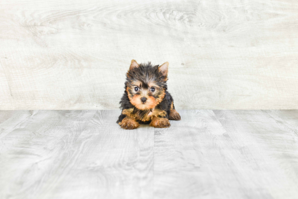 Meet Victoria - our Yorkshire Terrier Puppy Photo 