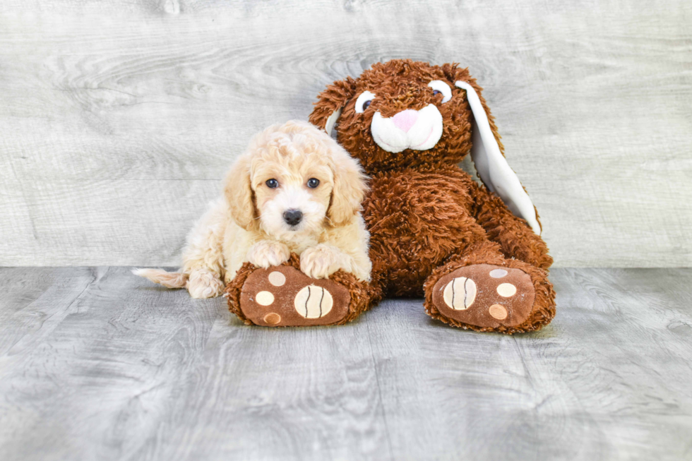 Maltipoo Pup Being Cute