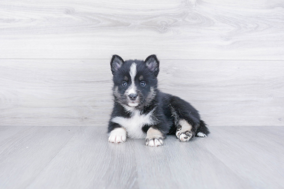 Pomsky Pup Being Cute