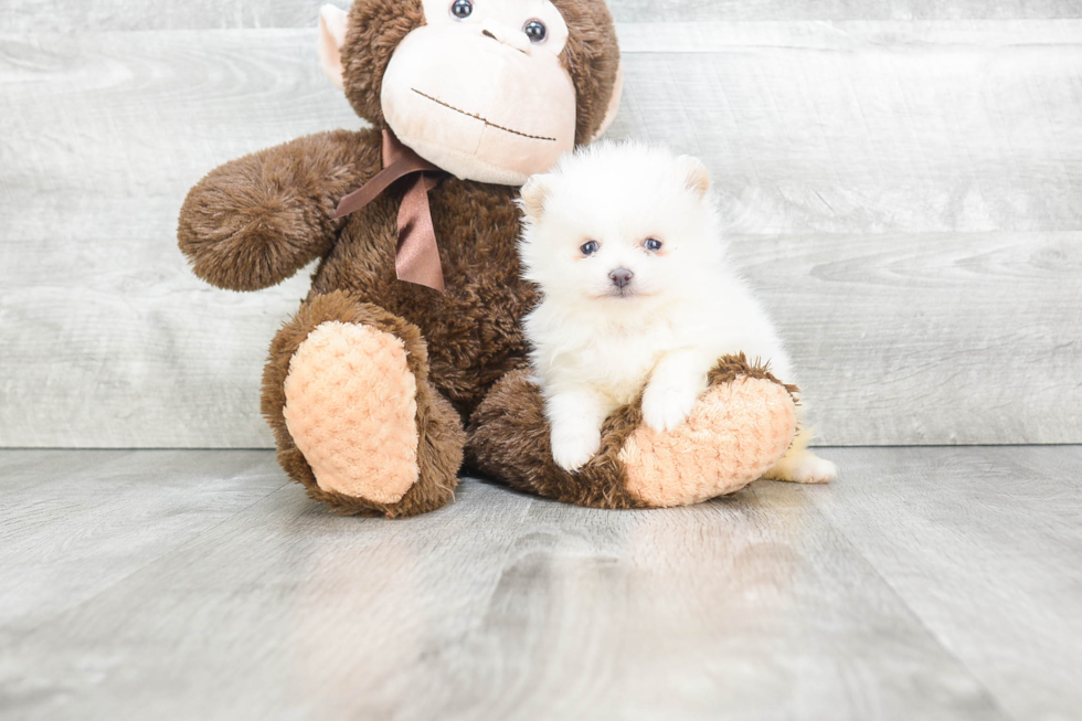 Energetic Pomeranian Purebred Puppy